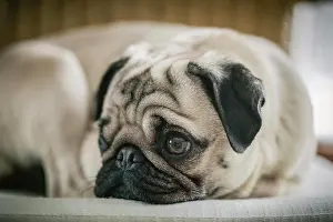 Canidae Prints: Pug, young female lying on a towel, looking thoughtful