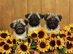 Canines Prints: Pugs, AKC, 12-week-old puppies photographed at Randi's studio and owned by Linda Fellows of Anchorage