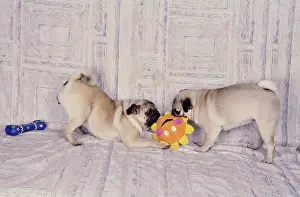 Pure Breed Prints: Two pugs playing tug of war with flower toy on blanket