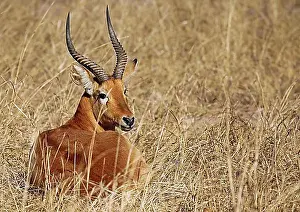 Antelope Prints: Puku (Kobus vardonii) in the grass in Kafue National Park
