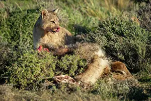 Feed Prints: Puma (Puma concolor) sits by guanaco carcase licking nose in Torres del Paine National Park; Chile