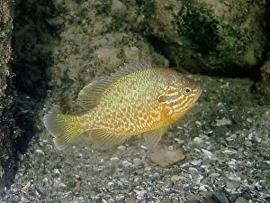 Night Picture Prints: Pumpkinseed sunfish (Lepomis gibbosus)