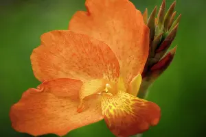 Horticulture Prints: Punch Canna, Close up of Orange coloured flower