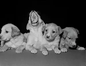 Innocent Prints: Four puppies, one is yawning, studio shot