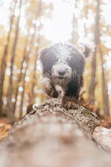 Runner Prints: puppy running through a forest in autumn