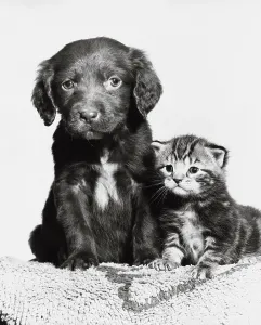 : Puppy sitting with a kitten
