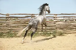 Pasture Prints: Pure Spanish-bred horse - jumping