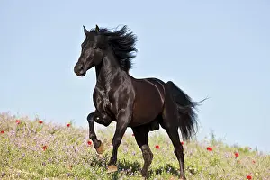 Pure Prints: Pure Spanish-bred horse - running on meadow