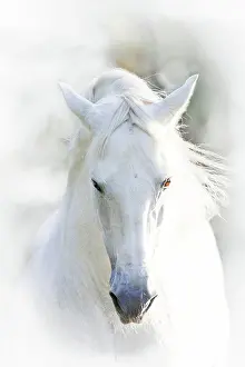 Stallion Prints: Pure Spanish Horse Horse, Andalusian (Equus ferus caballus)