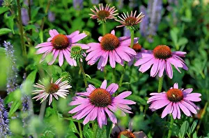 Rosy Prints: Purple cone flower (Echinacea purpurea)