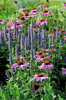 Rosy Prints: Purple cone flower (Echinacea purpurea)