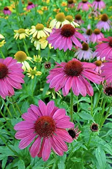 Rosy Prints: Purple Cone flower (Echinacea purpurea), flowers, North Rhine-Westphalia, Germany, Europe