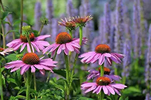 Rosy Prints: Purple cone flower (Echinacea purpurea)