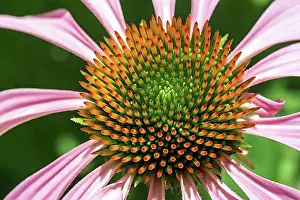 Rosy Prints: Purple Cone flower (Echinacea purpurea)