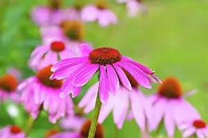 Rosy Prints: Purple coneflower, a beautiful summer flower