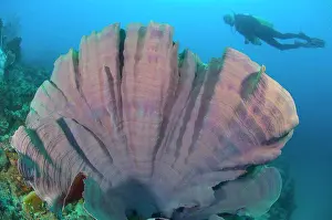 Curiosity Prints: Purple elephant ear sponge (Ianthella basta) with diver