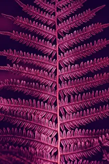 Fern Prints: purple fern leaf in autumn season
