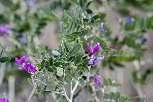 Wildflowers Prints: Purple flowers (pea family) in Etosha National Park in northwestern Namibia