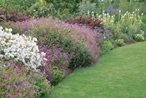Perennials Prints: Purple gerarniums and white mallow in herbaceous summer garden border