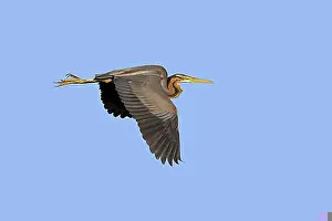 Good Weather Prints: Purple heron (Ardea purpurea) adult in flight against blue sky in spring