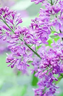 Limb Prints: Purple lilac flowers, close up