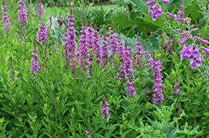 Temperate Seasons Prints: Purple loosestrifes in bloom in a garden