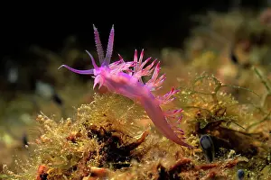 Colourful Prints: Purple Nudibranch moving on seaweeds on Mediterranean Sea