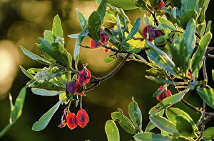 Lion Book Prints: Purple-pod Terminalia (Terminalia pruniodes) showing seed pod and flower