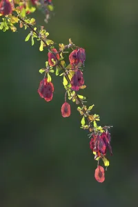 Mashatu Prints: Purple-pod terminalia (Terminalia prunioides) seeds