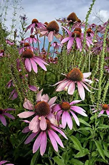 Rosy Prints: Purple Purple Cone flower (Rudbeckia purpurea) (Echinacea purpurea)