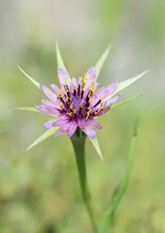 Greece Prints: Purple Salsify (Tragopogon porrifolius) close-up of flower, Lesvos, Greece, may