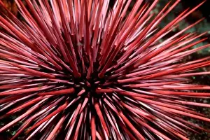 Spine Prints: Purple Sea Urchin