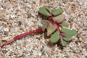 Shores Prints: Purple Spurge (Euphorbia peplis) growing on sandy beach