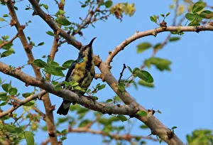 Breeding Prints: Purple Sunbird (Nectarinia asiatica) adult male