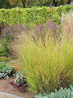 Thueringen Prints: Purple switchgrass (Panicum virgatum Shenandoah')