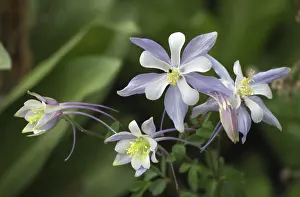 Wildflowers Prints: Purple and white COLORADO COLUMBINE (Aquilegia coerulea) in bloom at CEDAR BREAKS NATIONAL MONUMENT in UTAH