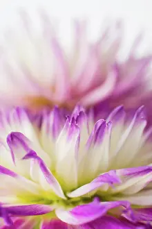 Utah Prints: Purple and white dahlia petals macro with blurry background
