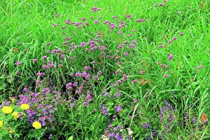 Morphology Botany Prints: Purpletop vervain in bloom in a garden