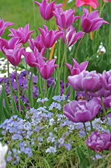 Tulips Prints: PurpleTulipe Lilac flower and white flower of Stock
