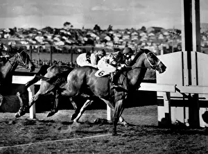 1950 Prints: Purtell shows his good seat as he rides Sun Frolic to a win in the Glen Orla Handicap at Moonee Valley