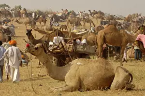 Pilgrim Prints: Pushkar camel and livestock fair which takes place in the Hindu month of Kartik (October / November)