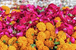 Rajasthan Prints: Pushkar, Rajasthan, India. Marigolds and roses for sale at an outdoor market