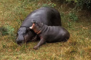 Two Animals Prints: Pygmy Hippopotamus, Choeropsis Liberiensis, Female Sleeping With Calf Yawning