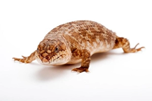 Doubleview Series Prints: Pygmy Spiny-Tailed skink, Egernia Stokesii