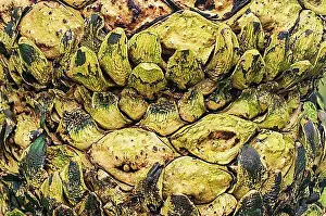Asian Prints: Queen Sago (Cycas rumphii), bark structure from the falling off of leaves