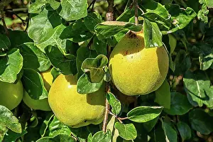 Northern Germany Prints: Quinces (Cydonia oblonga) on a quince tree, Braunschweig, Lower Saxony, Germany, Europe