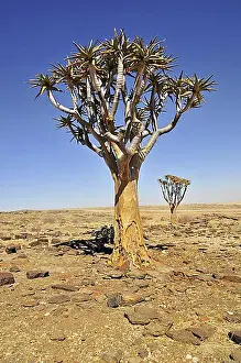 Desert Region Prints: Quiver Tree or Kokerboom (Aloe dichotoma) in the Namib Desert near the Kuiseb Canyon