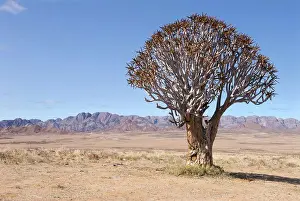 Woody Plant Prints: Quiver tree Namaqualand South Africa