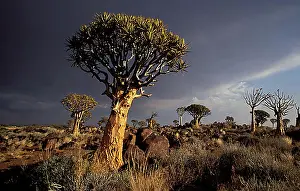 Natural Preserve Prints: Quiver trees (Aloe dichotoma) with storm sky