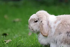 Autumnal Prints: Rabbit, ram rabbit, floppy ears